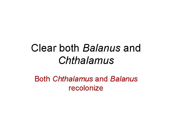 Clear both Balanus and Chthalamus Both Chthalamus and Balanus recolonize 