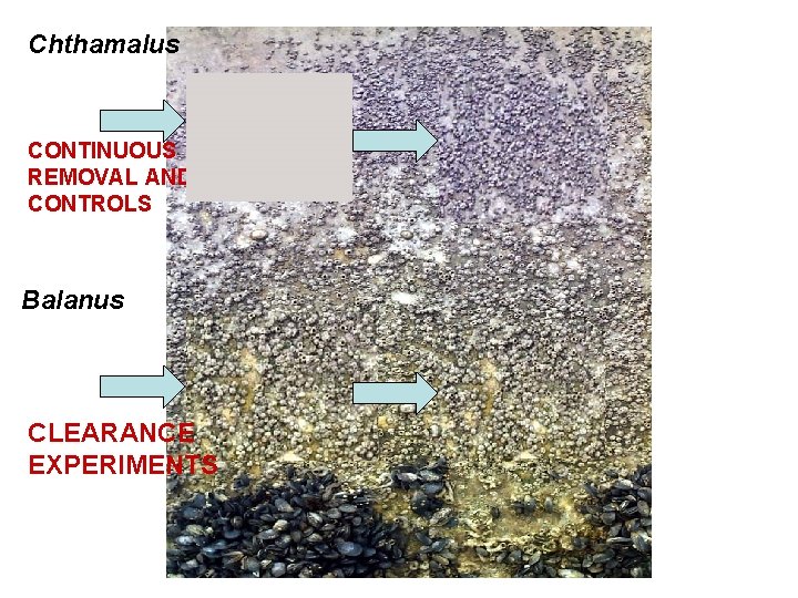 Chthamalus CONTINUOUS REMOVAL AND CONTROLS Chthamalus removed Clearance Balanus Chthamalus removed CLEARANCE EXPERIMENTS Clearance