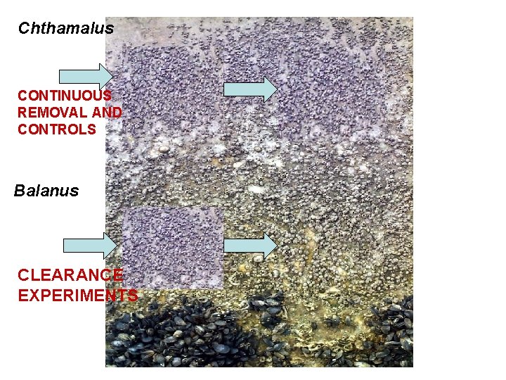 Chthamalus CONTINUOUS REMOVAL AND CONTROLS Balanus removed Clearance Balanus removed CLEARANCE EXPERIMENTS Clearance 