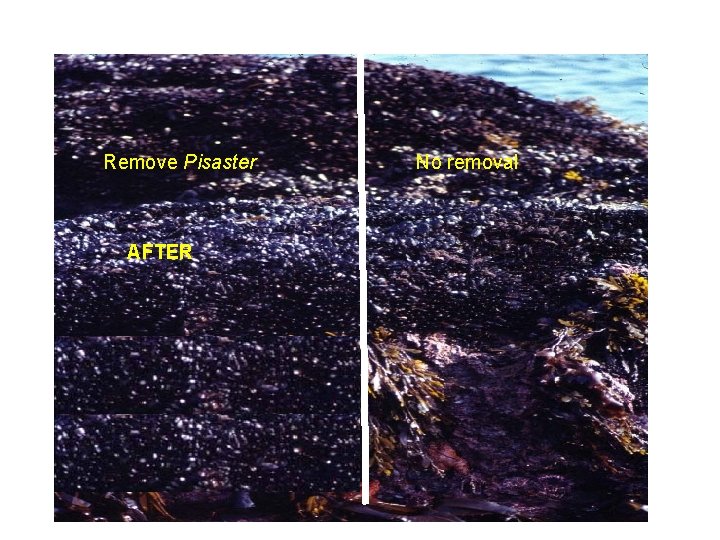 Remove Pisaster AFTER No removal 