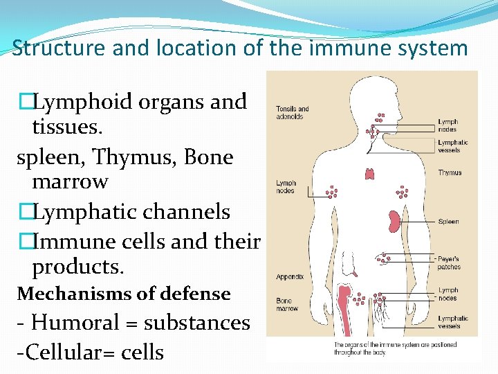 Structure and location of the immune system �Lymphoid organs and tissues. spleen, Thymus, Bone