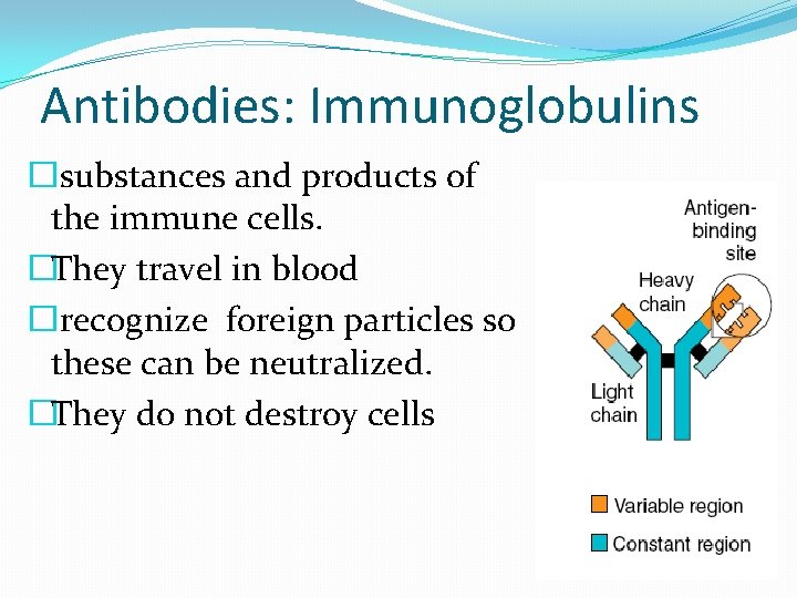 Antibodies: Immunoglobulins � substances and products of the immune cells. �They travel in blood