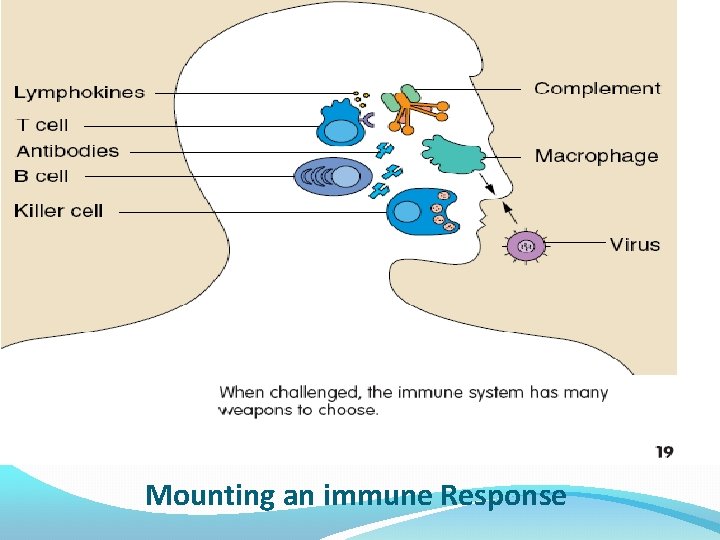 Mounting an immune Response 