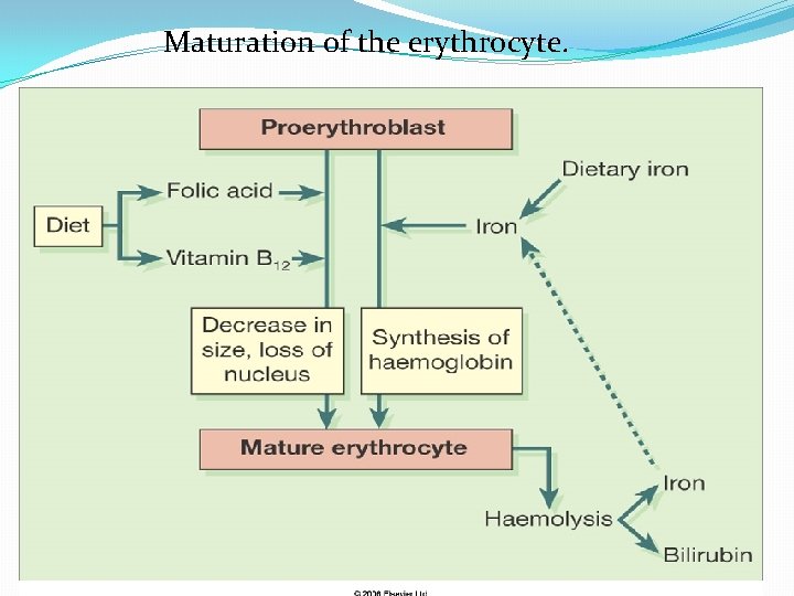 Maturation of the erythrocyte. 