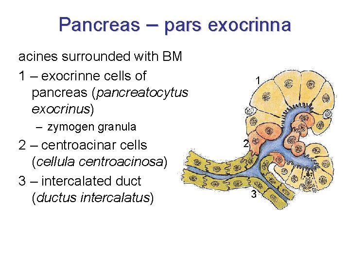 Pancreas – pars exocrinna acines surrounded with BM 1 – exocrinne cells of pancreas