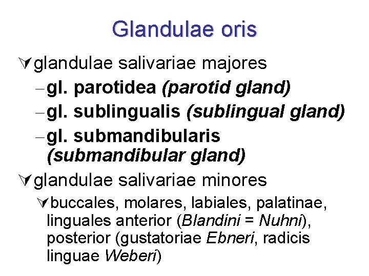 Glandulae oris Úglandulae salivariae majores – gl. parotidea (parotid gland) – gl. sublingualis (sublingual