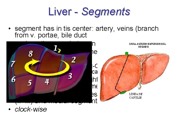 Liver - Segments • segment has in tis center: artery, veins (branch from v.