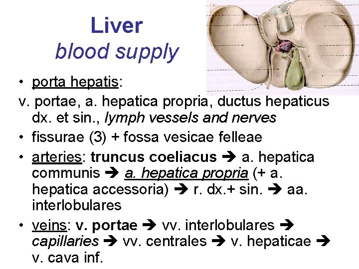 Liver blood supply • porta hepatis: v. portae, a. hepatica propria, ductus hepaticus dx.