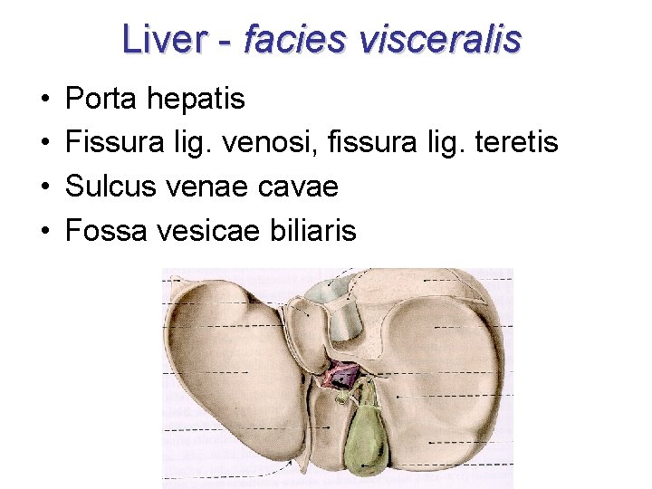 Liver - facies visceralis • • Porta hepatis Fissura lig. venosi, fissura lig. teretis