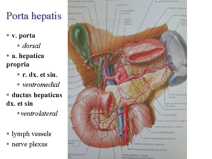 Porta hepatis § v. porta § dorsal § a. hepatica propria § r. dx.