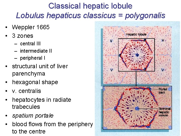 Classical hepatic lobule Lobulus hepaticus classicus = polygonalis • Weppler 1665 • 3 zones