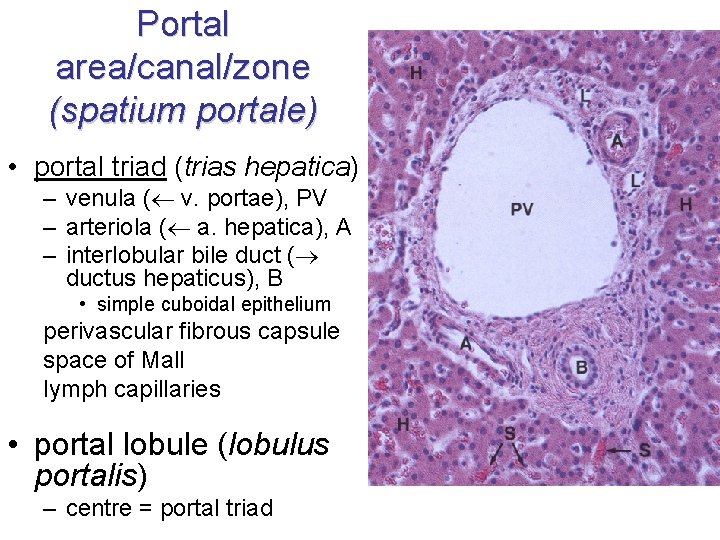 Portal area/canal/zone (spatium portale) • portal triad (trias hepatica) – venula ( v. portae),