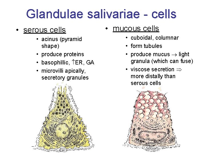 Glandulae salivariae - cells • serous cells • acinus (pyramid shape) • produce proteins
