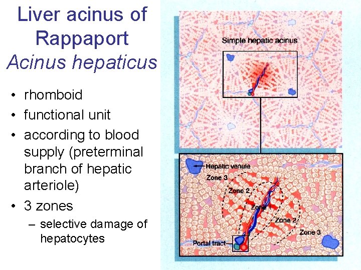 Liver acinus of Rappaport Acinus hepaticus • rhomboid • functional unit • according to