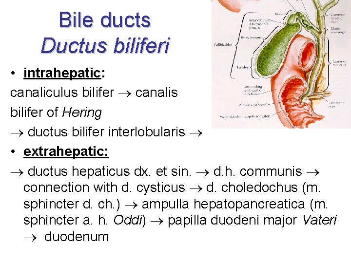Bile ducts Ductus biliferi • intrahepatic: canaliculus bilifer canalis bilifer of Hering ductus bilifer