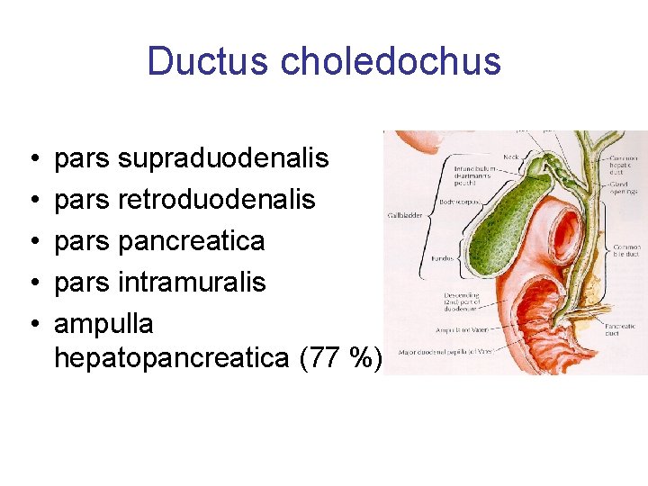 Ductus choledochus • • • pars supraduodenalis pars retroduodenalis pars pancreatica pars intramuralis ampulla