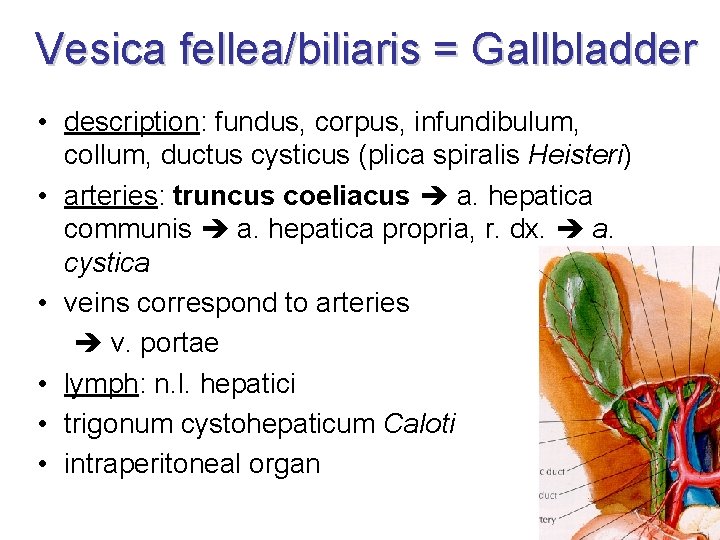 Vesica fellea/biliaris = Gallbladder • description: fundus, corpus, infundibulum, collum, ductus cysticus (plica spiralis