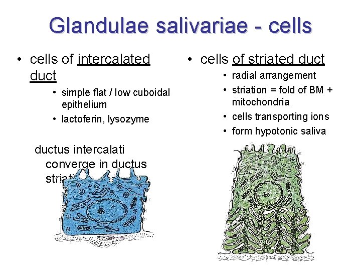 Glandulae salivariae - cells • cells of intercalated duct • simple flat / low