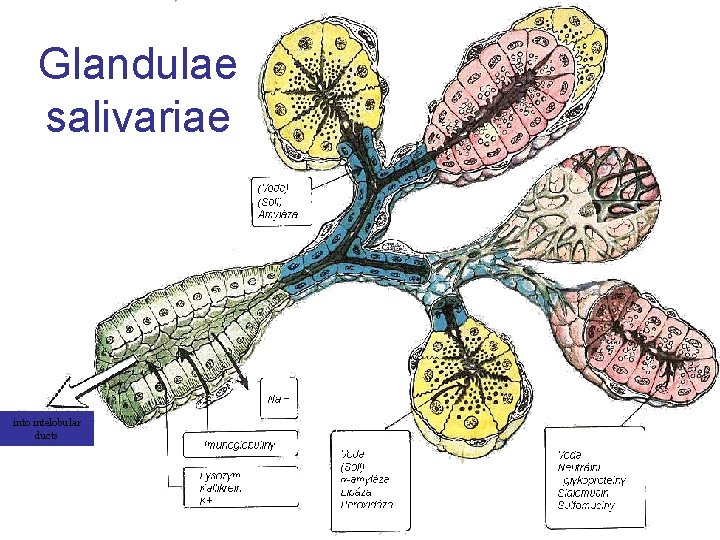 Glandulae salivariae into intelobular ducts 