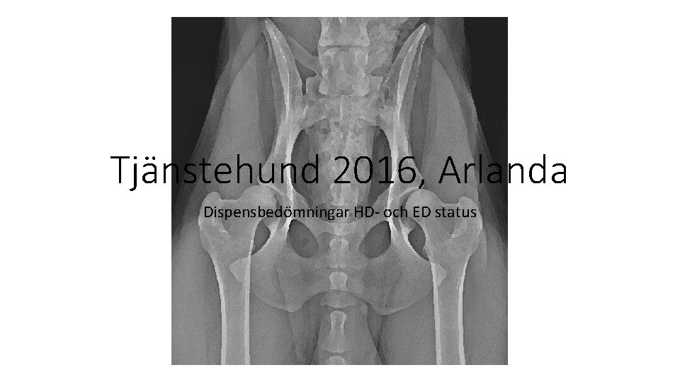 Tjänstehund 2016, Arlanda Dispensbedömningar HD- och ED status 