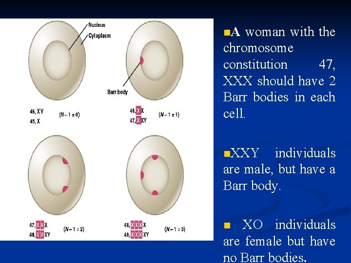 n. A woman with the chromosome constitution 47, XXX should have 2 Barr bodies