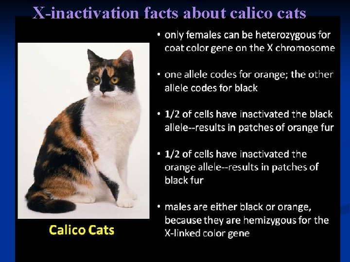 X-inactivation facts about calico cats 