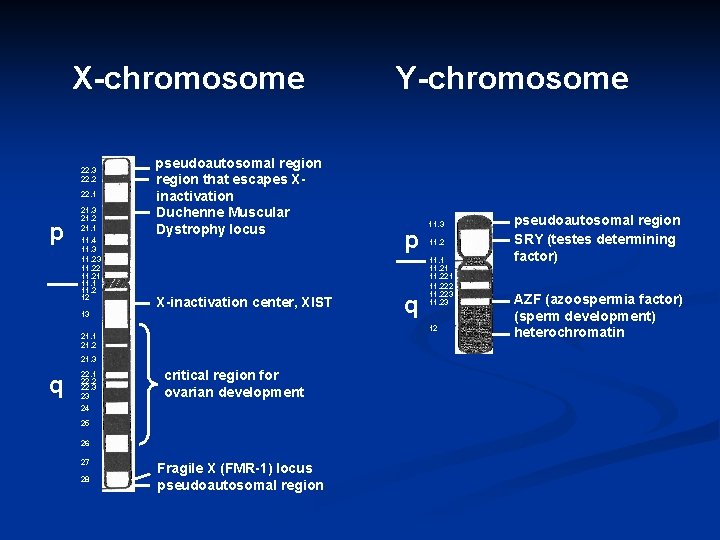 X-chromosome 22. 3 22. 2 22. 1 p 21. 3 21. 2 21. 1
