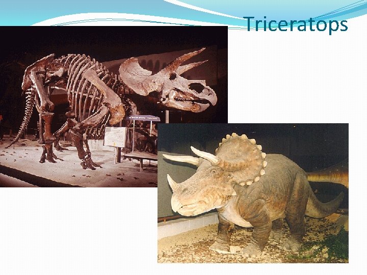 Triceratops Triceratops