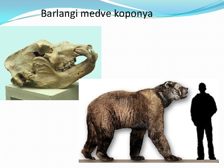 Barlangi medve koponya 