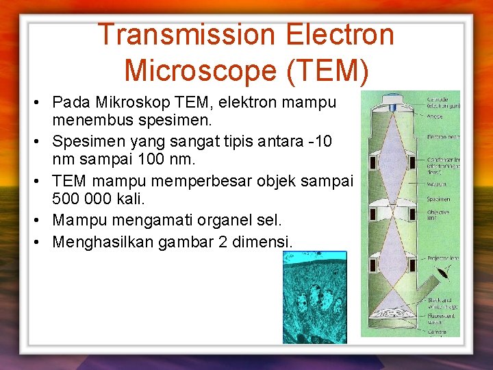 Transmission Electron Microscope (TEM) • Pada Mikroskop TEM, elektron mampu menembus spesimen. • Spesimen