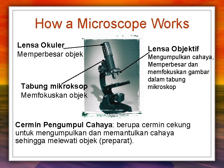 How a Microscope Works Lensa Okuler Memperbesar objek Tabung mikroksop Memfokuskan objek Lensa Objektif