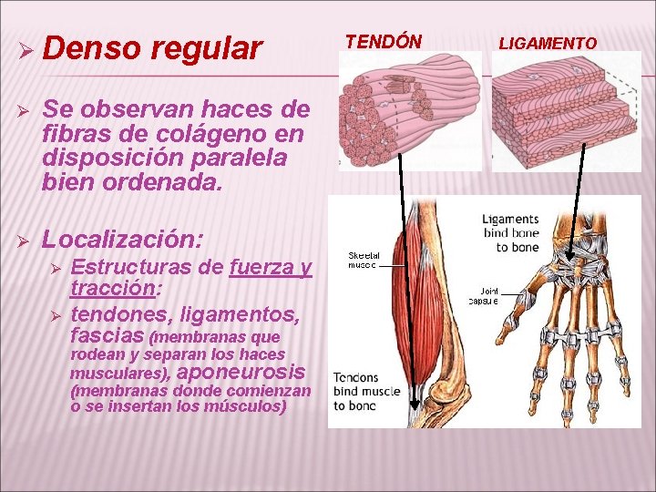 Ø Denso regular Ø Se observan haces de fibras de colágeno en disposición paralela