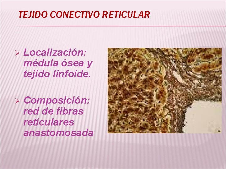 TEJIDO CONECTIVO RETICULAR Ø Localización: médula ósea y tejido linfoide. Ø Composición: red de