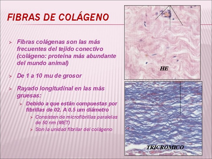 FIBRAS DE COLÁGENO Ø Fibras colágenas son las más frecuentes del tejido conectivo (colágeno: