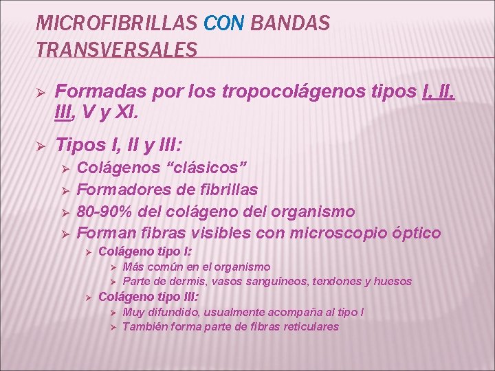 MICROFIBRILLAS CON BANDAS TRANSVERSALES Ø Formadas por los tropocolágenos tipos I, III, V y