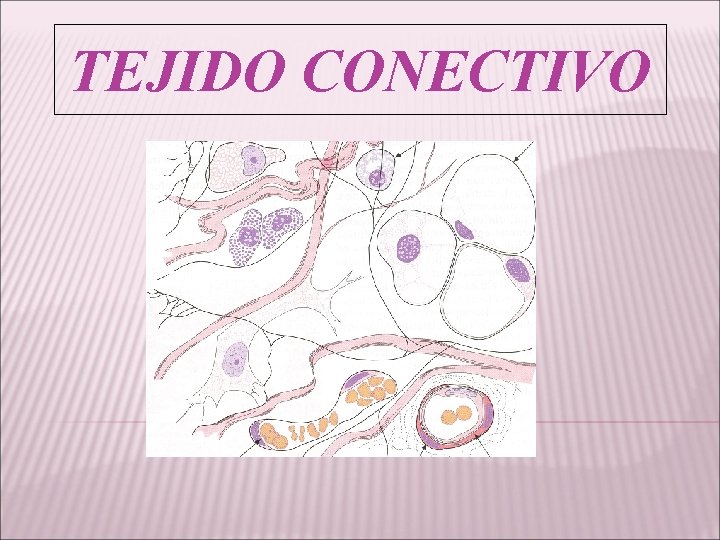 TEJIDO CONECTIVO 