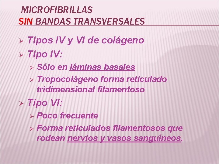 MICROFIBRILLAS SIN BANDAS TRANSVERSALES Tipos IV y VI de colágeno Ø Tipo IV: Ø