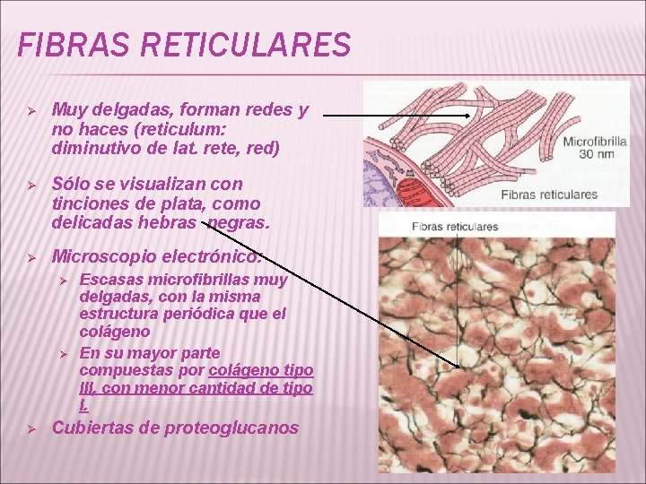 FIBRAS RETICULARES Ø Muy delgadas, forman redes y no haces (reticulum: diminutivo de lat.