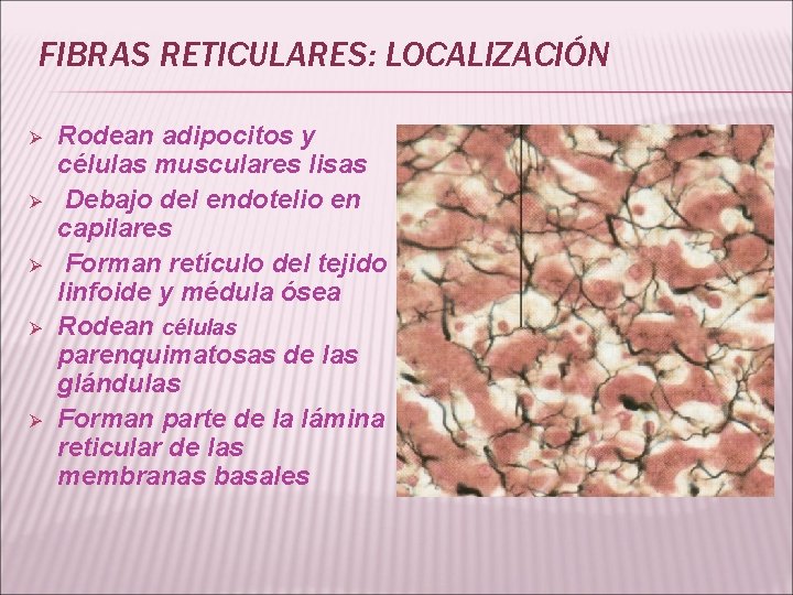 FIBRAS RETICULARES: LOCALIZACIÓN Ø Ø Ø Rodean adipocitos y células musculares lisas Debajo del