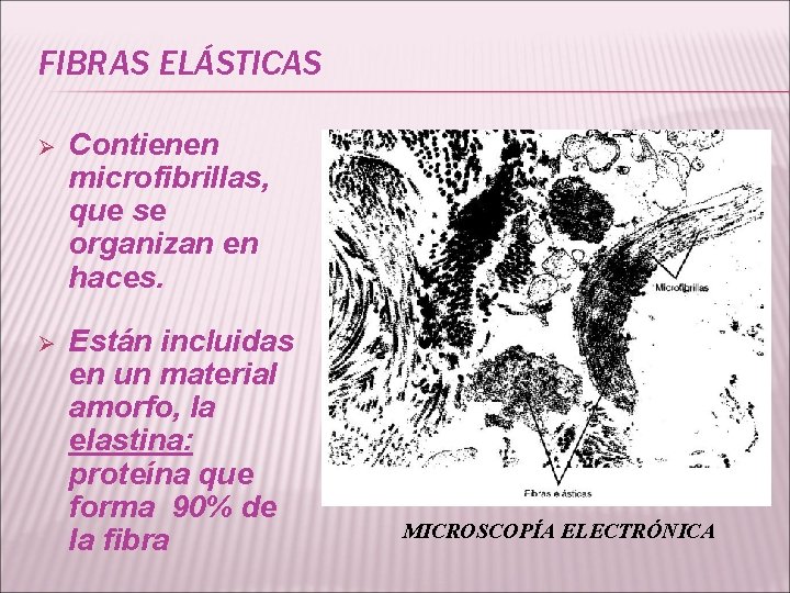 FIBRAS ELÁSTICAS Ø Contienen microfibrillas, que se organizan en haces. Ø Están incluidas en