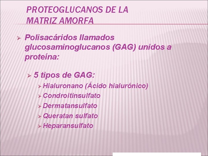 PROTEOGLUCANOS DE LA MATRIZ AMORFA Ø Polisacáridos llamados glucosaminoglucanos (GAG) unidos a proteína: Ø