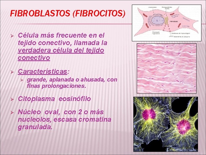 FIBROBLASTOS (FIBROCITOS) Ø Célula más frecuente en el tejido conectivo, llamada la verdadera célula