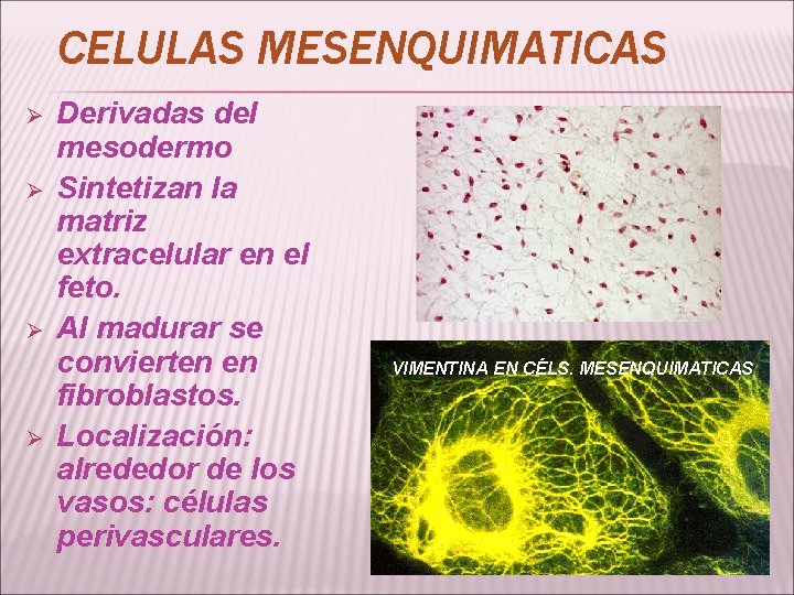 CELULAS MESENQUIMATICAS Ø Ø Derivadas del mesodermo Sintetizan la matriz extracelular en el feto.