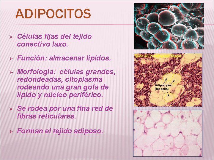 ADIPOCITOS Ø Células fijas del tejido conectivo laxo. Ø Función: almacenar lípidos. Ø Morfología: