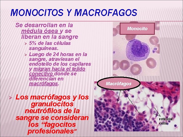 MONOCITOS Y MACROFAGOS Se desarrollan en la médula ósea y se liberan en la