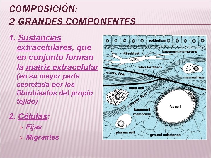 COMPOSICIÓN: 2 GRANDES COMPONENTES 1. Sustancias extracelulares, que en conjunto forman la matriz extracelular