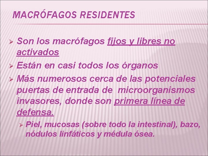 MACRÓFAGOS RESIDENTES Son los macrófagos fijos y libres no activados Ø Están en casi