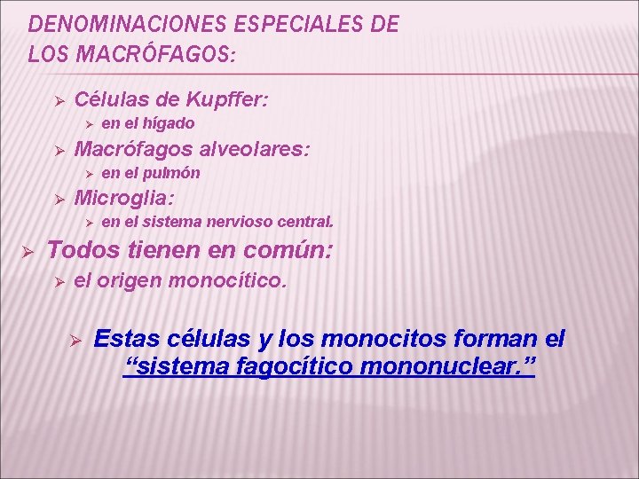 DENOMINACIONES ESPECIALES DE LOS MACRÓFAGOS: Ø Células de Kupffer: Ø Ø Macrófagos alveolares: Ø