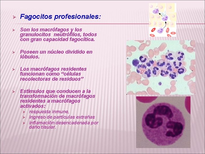 Ø Fagocitos profesionales: Ø Son los macrófagos y los granulocitos neutrófilos, todos con gran