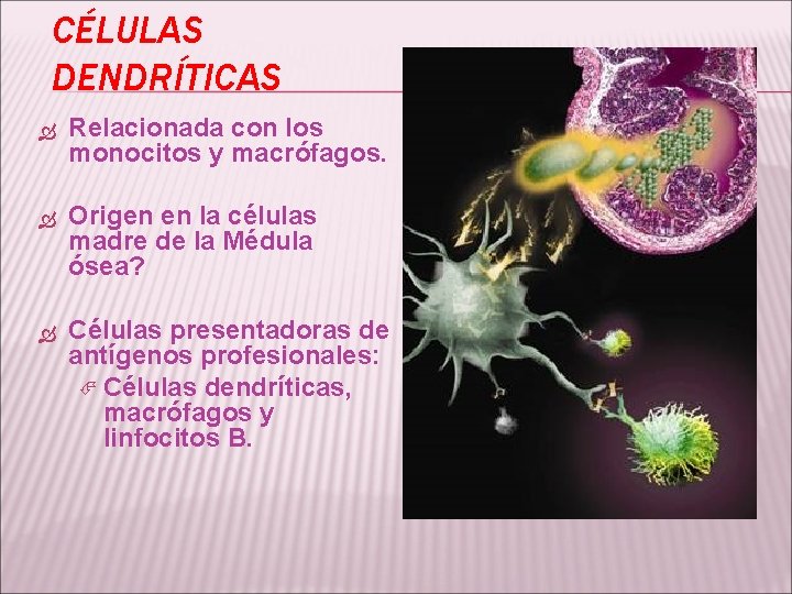 CÉLULAS DENDRÍTICAS Relacionada con los monocitos y macrófagos. Origen en la células madre de